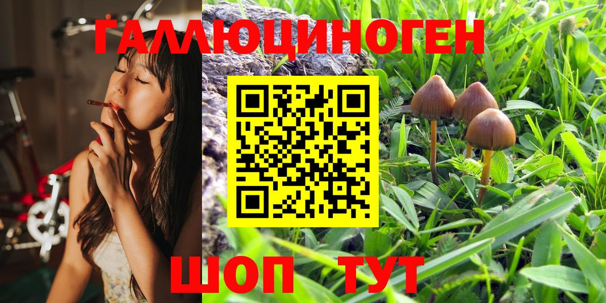 Ахтубинск  Галлюциногенные грибы Psilocybe  Вход с VPN 